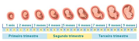 Tabela De Gestação Veja Como Calcular E Acompanhar A Gravidez