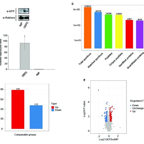 Overview Of Protein Identification And Sample Repeatability Test A