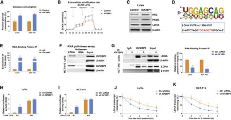 Blocking The IGF2BP1 Promoted Glucose Metabolism Of Colon Cancer Cells