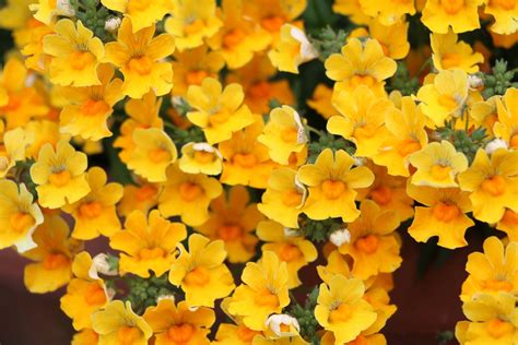 Nemesia Flower Seeds | Best Flower Site