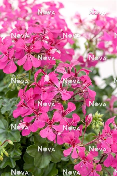 Pelargonium Super Cascade ® Rose