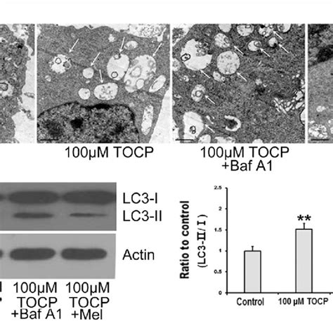 Effects Of Tocp On Proliferation Differentiation And Cell Apoptosis Download Scientific