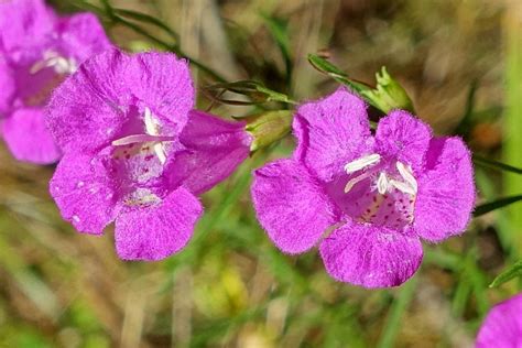 Agalinis Purpurea Wildflowers Of The National Capital Region