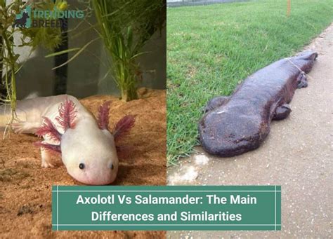 Axolotl Vs Salamander The Main Differences And Similarities