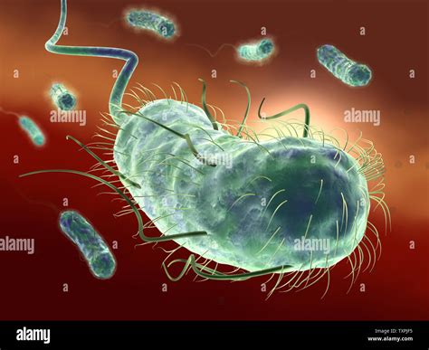 Illustration Showing A Group Of Escherichia Coli Bacteria E Coli