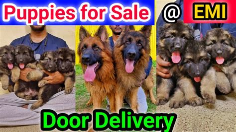 German Shepherd Puppies German Shepherd Dogs Puppies For Sale Near