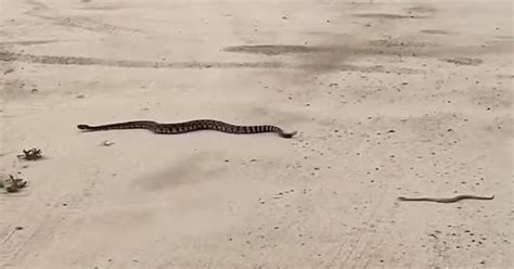 Viral Video Appears To Show Baby Rattlesnake Following Its Mom Animal
