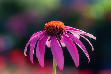 Echinacea Propriet Usi E Controindicazioni Del Migliore Antibiotico