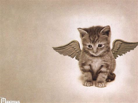 Angel Cat by real-maximus on DeviantArt