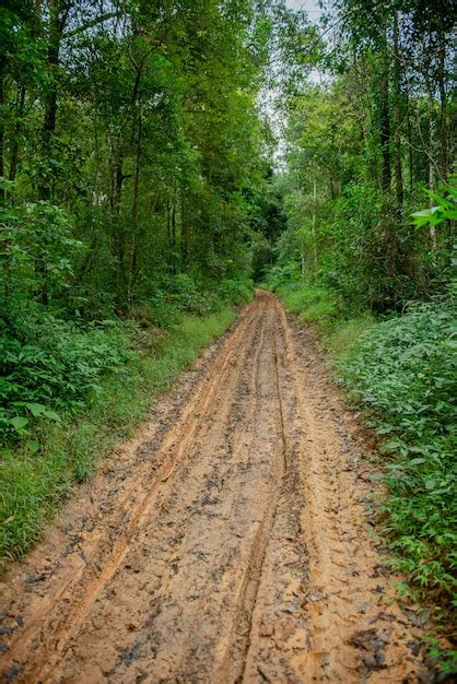 Premium Photo Mud Road In Forest