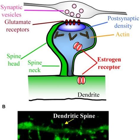 Rewiring Of Cortical Circuitry A Confocal Image Of A Cortical