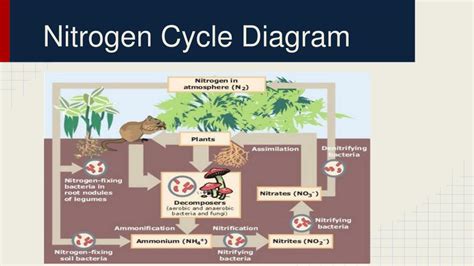 Ppt The Nitrogen Cycle Powerpoint Presentation Free Download Id