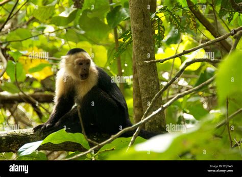 White Faced Monkey capuchin Costa Rica Stock Photo - Alamy