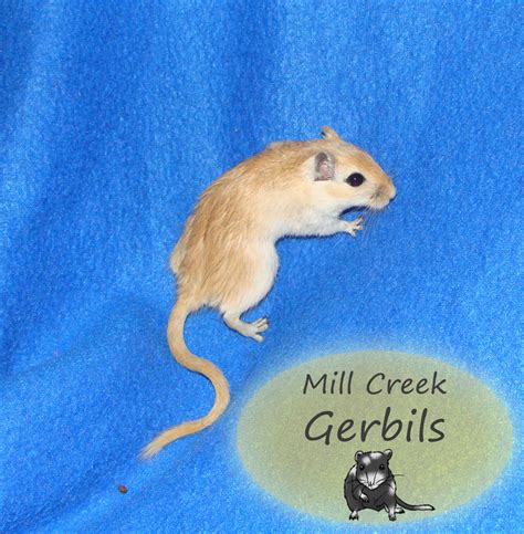 Female Gerbils - Mill Creek Gerbils