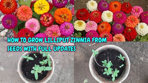 How To Grow Lilliput Zinnia From Seeds With Full Updates Youtube