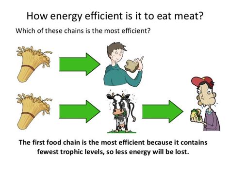 Mrs Abrey Lesson 27 Efficient Food Production