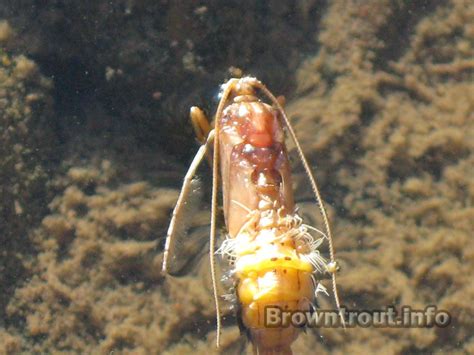 Caddis Fly Adult Larva And Pupa Life Cycle Flies For Trout Fisherman