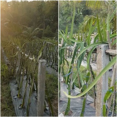 Dragon Fruit Plant Types Of Dragons Trellis Plants Fruit Plants