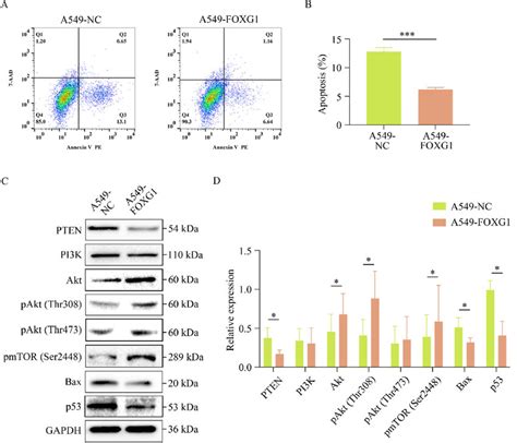 Foxg1 Inhibited The Apoptosis Of A549 Cell A And B Cell Apoptosis Was