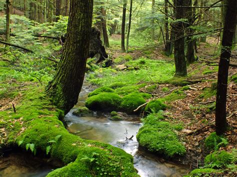 Image Libre Bois Nature Paysage Arbre Feuilles Mousses Cascade