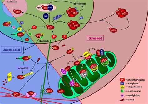 Modifications Required For P53 Trafficking Among Organelles Several Download Scientific