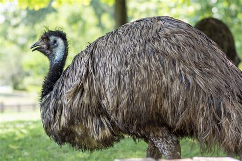 Emu - Potawatomi Zoo