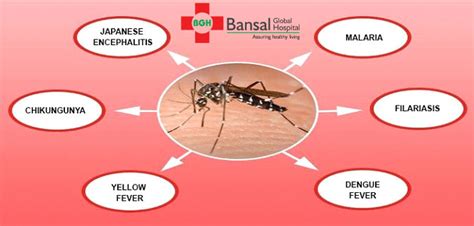 Importance Of Differentiating Between Mosquito Borne Diseases