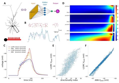 Response Of A Single Dendritic Branch Of L Pc Neuron Model Receiving