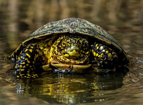 European pond terrapin near Rupite, Bulgaria 3 | European po… | Flickr