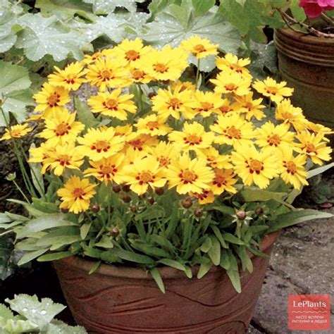Кореопсис (Coreopsis) — описание, выращивание, фото | на LePlants.ru