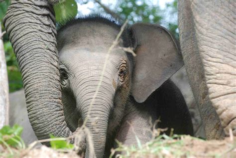 Tammie Matson » pygmy elephant baby Megan English low res