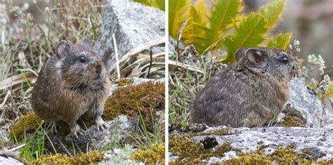 Pika near Sela Pass, Arunachal Pradesh, India. Photo by Benjamin... | Download Scientific Diagram