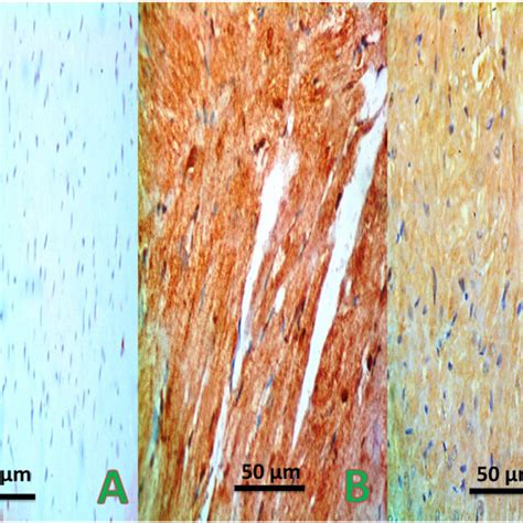 Representative Photographs Of Pcna Immunostaining Of Rat Left