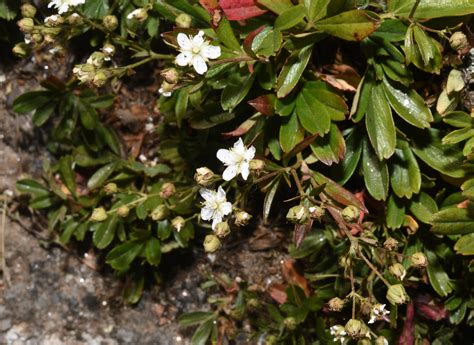 Sibbaldiopsis Tridentata Three Toothed Cinquefoil