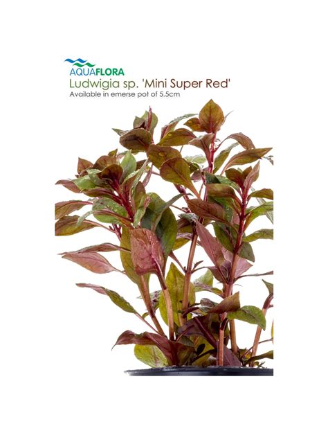 Ludwigia Sp Mini Super Red