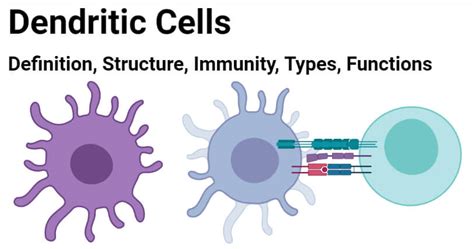 Types Of Dendritic Cells