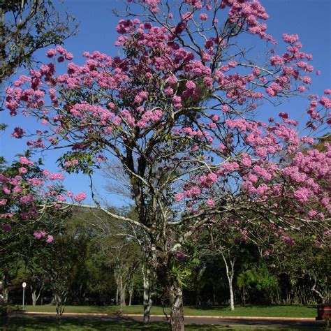 Muda De Ipê Roxo Tabebuia Avellanedae Na Flora Londrina Viveiro