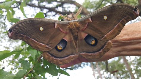 Types Of Big Moths