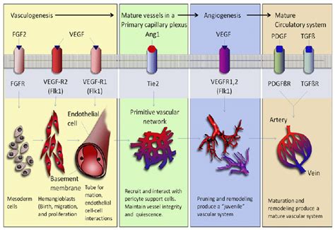 The Modes Of Vasculogenesis And Angiogenesis Vasculogenesis Occurs