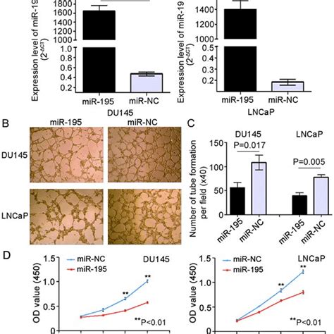 Overexpression Of MiR 195 Suppresses The Proliferation Of LNCaP And