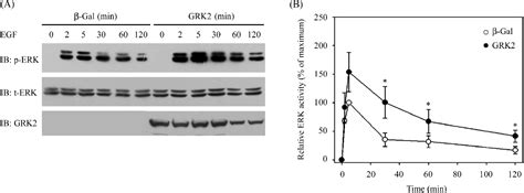 Figure 2 From Regulation Of Egf Induced Erkmapk Activation And Egfr