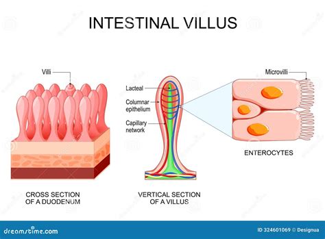 Intestinal Villus Different Between Villi And Microvilli Stock Vector Illustration Of Vessel