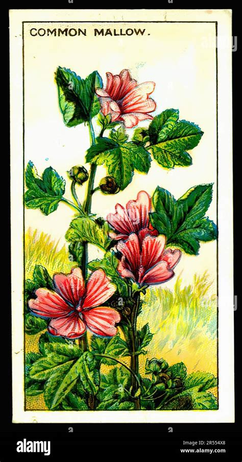 Common Mallow Vintage Cigarette Card Stock Photo Alamy