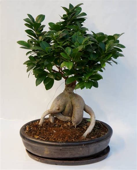 Is Ficus Ginseng A Bonsai