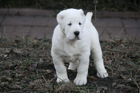 Giant Alabai Dog Puppy Turkish Kangal Dog As Son Of Central Asian