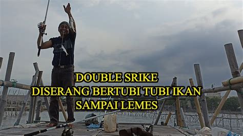 Double Srike Bertubi Tubi Diserang Ikan Bagan Jambat Bang Marso