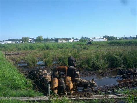 Beer Into Bacon Local Breweries Team Up With Pig Farmers News