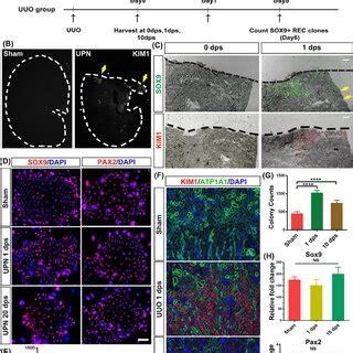 SOX9+ REC activation in injured mouse kidneys. (A) Establishment of the ... 