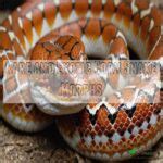 Corn Snake Morph Chart 60 Morphs