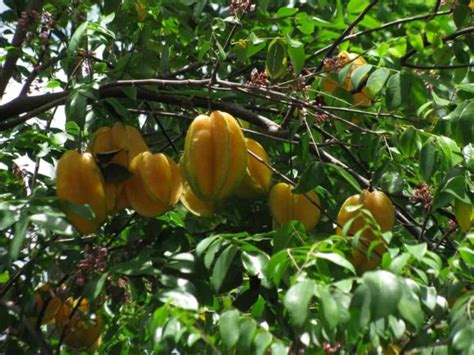 How To Grow Star Fruit Carambola From Seed To Harvest Check How This